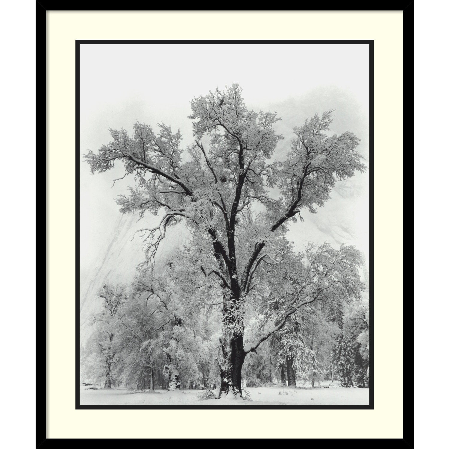 Impression encadrée « Chêne, tempête de neige, parc national de Yosemite - 1948 » par Ansel Adams, 68,5 x 81,3 cm